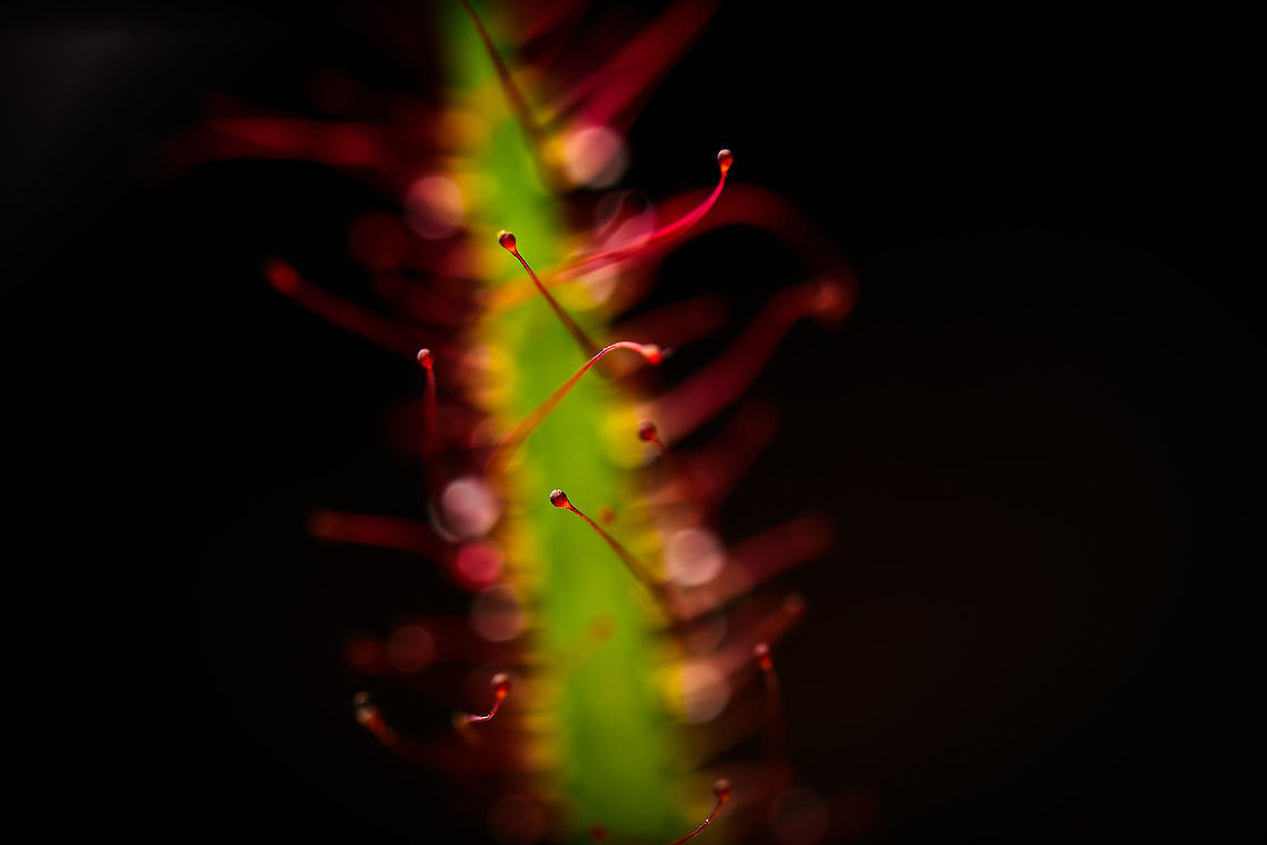 Fork-leaved sundew - (2.5:1), Heesch, Netherlands A series of flash-lit 2.5:1 - 5:1 photos showing details of the glandulair hairs. As you can see, this is a fun subject to have light experiments on as the hairs are somewhat transparent and light bounces around.<br />
<br />
Technical notes: it really still blows my mind how much light you have to add to such a scene. This is Nikon&#039;s most powerful flash (SB900) almost touching the subject. A flash that lights up 20m of forest at night. It&#039;s still barely enough for 5:1 at these settings.<br />
<figure class="photo"><a href="https://www.jungledragon.com/image/93035/fork-leaved_sundew_-_51_-_2_heesch_netherlands.html" title="Fork-leaved sundew - (5:1) - 2, Heesch, Netherlands"><img src="https://s3.amazonaws.com/media.jungledragon.com/images/2/93035_thumb.jpg?AWSAccessKeyId=05GMT0V3GWVNE7GGM1R2&Expires=1759968010&Signature=HgqplgqBHESuK8tDy1IBqfnhmy0%3D" width="106" height="152" alt="Fork-leaved sundew - (5:1) - 2, Heesch, Netherlands A series of flash-lit 5:1 photos showing details of the glandulair hairs. As you can see, this is a fun subject to have light experiments on as the hairs are somewhat transparent and light bounces around.<br />
<br />
Technical notes: it really still blows my mind how much light you have to add to such a scene. This is Nikon&#039;s most powerful flash (SB900) almost touching the subject. A flash that lights up 20m of forest at night. It&#039;s still barely enough for 5:1 at these settings.<br />
https://www.jungledragon.com/image/93034/fork-leaved_sundew_-_51_heesch_netherlands.html<br />
https://www.jungledragon.com/image/93036/fork-leaved_sundew_-_51_-_3_heesch_netherlands.html<br />
https://www.jungledragon.com/image/93037/fork-leaved_sundew_-_2.51_heesch_netherlands.html Drosera binata,Extreme Macro,Fork-leaved sundew" /></a></figure><br />
<figure class="photo"><a href="https://www.jungledragon.com/image/93036/fork-leaved_sundew_-_51_-_3_heesch_netherlands.html" title="Fork-leaved sundew - (5:1) - 3, Heesch, Netherlands"><img src="https://s3.amazonaws.com/media.jungledragon.com/images/2/93036_thumb.jpg?AWSAccessKeyId=05GMT0V3GWVNE7GGM1R2&Expires=1759968010&Signature=WGLp6VAuSJ20%2BssIFLMAXzvpfqo%3D" width="200" height="160" alt="Fork-leaved sundew - (5:1) - 3, Heesch, Netherlands A series of flash-lit 5:1 photos showing details of the glandulair hairs. As you can see, this is a fun subject to have light experiments on as the hairs are somewhat transparent and light bounces around.<br />
<br />
Technical notes: it really still blows my mind how much light you have to add to such a scene. This is Nikon&#039;s most powerful flash (SB900) almost touching the subject. A flash that lights up 20m of forest at night. It&#039;s still barely enough for 5:1 at these settings.<br />
https://www.jungledragon.com/image/93034/fork-leaved_sundew_-_51_heesch_netherlands.html<br />
https://www.jungledragon.com/image/93035/fork-leaved_sundew_-_51_-_2_heesch_netherlands.html<br />
https://www.jungledragon.com/image/93037/fork-leaved_sundew_-_51_-_4_heesch_netherlands.html Drosera binata,Extreme Macro,Fork-leaved sundew" /></a></figure><br />
<figure class="photo"><a href="https://www.jungledragon.com/image/93034/fork-leaved_sundew_-_51_heesch_netherlands.html" title="Fork-leaved sundew - (5:1), Heesch, Netherlands"><img src="https://s3.amazonaws.com/media.jungledragon.com/images/2/93034_thumb.jpg?AWSAccessKeyId=05GMT0V3GWVNE7GGM1R2&Expires=1759968010&Signature=6nHJSbAlX3DMz3eHEv2780Se5kc%3D" width="134" height="152" alt="Fork-leaved sundew - (5:1), Heesch, Netherlands A series of flash-lit 5:1 photos showing details of the glandulair hairs. As you can see, this is a fun subject to have light experiments on as the hairs are somewhat transparent and light bounces around.<br />
<br />
Technical notes: it really still blows my mind how much light you have to add to such a scene. This is Nikon&#039;s most powerful flash (SB900) almost touching the subject. A flash that lights up 20m of forest at night. It&#039;s still barely enough for 5:1 at these settings.<br />
https://www.jungledragon.com/image/93035/fork-leaved_sundew_-_51_-_2_heesch_netherlands.html<br />
https://www.jungledragon.com/image/93036/fork-leaved_sundew_-_51_-_3_heesch_netherlands.html<br />
https://www.jungledragon.com/image/93037/fork-leaved_sundew_-_2.51_heesch_netherlands.html Drosera binata,Extreme Macro,Fork-leaved sundew" /></a></figure> Drosera binata,Extreme Macro,Fork-leaved sundew