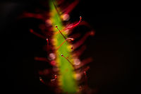 Fork-leaved sundew - (2.5:1), Heesch, Netherlands A series of flash-lit 2.5:1 - 5:1 photos showing details of the glandulair hairs. As you can see, this is a fun subject to have light experiments on as the hairs are somewhat transparent and light bounces around.<br />
<br />
Technical notes: it really still blows my mind how much light you have to add to such a scene. This is Nikon's most powerful flash (SB900) almost touching the subject. A flash that lights up 20m of forest at night. It's still barely enough for 5:1 at these settings.<br />
https://www.jungledragon.com/image/93035/fork-leaved_sundew_-_51_-_2_heesch_netherlands.html<br />
https://www.jungledragon.com/image/93036/fork-leaved_sundew_-_51_-_3_heesch_netherlands.html<br />
https://www.jungledragon.com/image/93034/fork-leaved_sundew_-_51_heesch_netherlands.html Drosera binata,Extreme Macro,Fork-leaved sundew