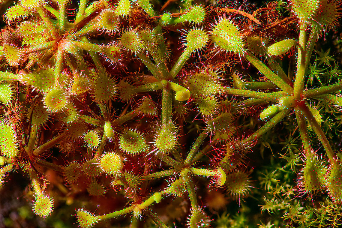 Drosera madagascariensis, Heesch, Netherlands This is the 2nd out of the 3 Drosera species I purchased. To the naked eye, it&#039;s a tiny plant that is very flat, it barely rises above the edge of the pot. I hope it grows higher in the future.<br />
<br />
The flatness of this plant posed a challenge as I wanted to stack it, which is normally done horizontally. Luckily, the rail I use (WeMacro) can be put on a tripod, so this way I was able to do a top-down stack. Drosera madagascariensis,Extreme Macro,WeMacro