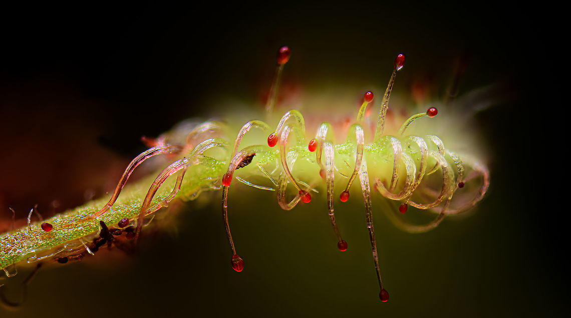 Drosera madagascariensis - leaf, Heesch, Netherlands 5:1 macro stack of one of the leafs of this sundew species. I'm not entirely happy with it in particular because the specimen doesn't look good. The plant was a bit weak, probably because of transport. I may have to redo this one when it's in better shape. Drosera madagascariensis,Extreme Macro