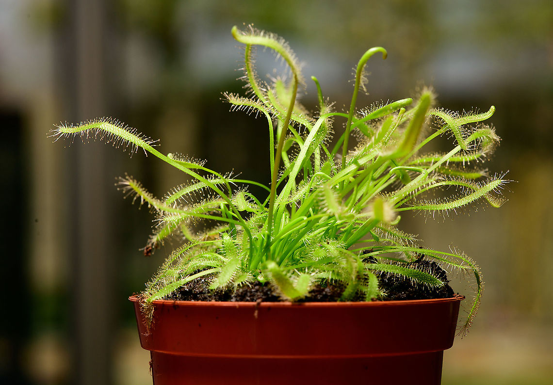 Cape Sundew - full plant, Heesch, Netherlands This is the 3rd species of Drosera I purchased. It is the most commonly cultivated sundew. I can confirm that it&#039;s very tolerant and easy to keep. This photo is from a few weeks ago, just after transport. In the meanwhile, it&#039;s looking a lot better. It seems a species that does not waste time being beautiful or extraordinary, it has a simple mission: grow as many leafs full of glandular hairs as the environment allows. Cape Sundew,Drosera capensis,Europe,Heesch,Netherlands,World