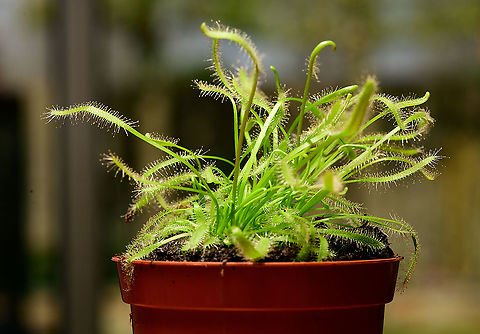 Cape Sundew - full plant, Heesch, Netherlands This is the 3rd species of Drosera I purchased. It is the most commonly cultivated sundew. I can confirm that it's very tolerant and easy to keep. This photo is from a few weeks ago, just after transport. In the meanwhile, it's looking a lot better. It seems a species that does not waste time being beautiful or extraordinary, it has a simple mission: grow as many leafs full of glandular hairs as the environment allows. Cape Sundew,Drosera capensis,Europe,Heesch,Netherlands,World