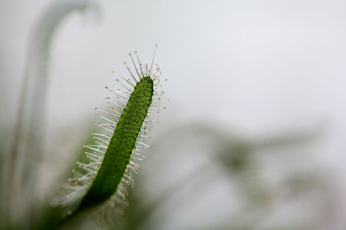 Cape Sundew - single leaf, Heesch, Netherlands Natural back-light shot of a single leaf of this Cape Sundew, showing their glandular hairs. These are often red, yet there&#039;s also &quot;albino&quot; variations as seen here. Cape Sundew,Drosera capensis,Europe,Heesch,Netherlands,World