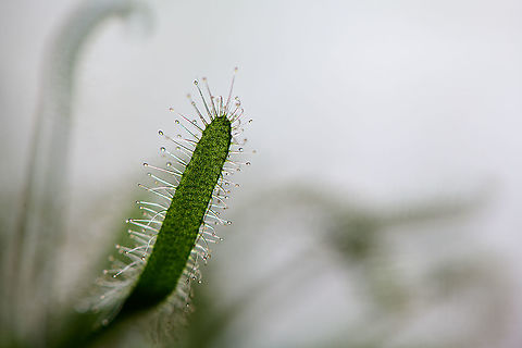 Cape Sundew - single leaf, Heesch, Netherlands Natural back-light shot of a single leaf of this Cape Sundew, showing their glandular hairs. These are often red, yet there's also "albino" variations as seen here. Cape Sundew,Drosera capensis,Europe,Heesch,Netherlands,World
