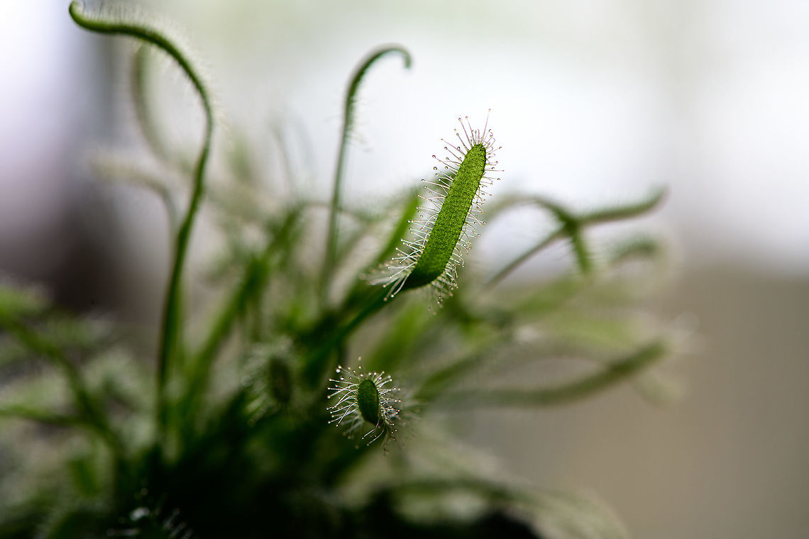 Cape Sundew - leafs, Heesch, Netherlands Natural back-light shot of this Cape Sundew, showing their glandular hairs. These are often red, yet there&#039;s also &quot;albino&quot; variations as seen here.  Cape Sundew,Drosera capensis,Europe,Heesch,Netherlands,World