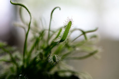 Cape Sundew - leafs, Heesch, Netherlands Natural back-light shot of this Cape Sundew, showing their glandular hairs. These are often red, yet there's also "albino" variations as seen here.  Cape Sundew,Drosera capensis,Europe,Heesch,Netherlands,World