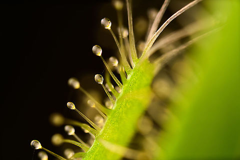 Cape Sundew - glandular hairs, Heesch, Netherlands 2.5x macro single shot, flash-lit. Cape Sundew,Drosera capensis,Extreme Macro