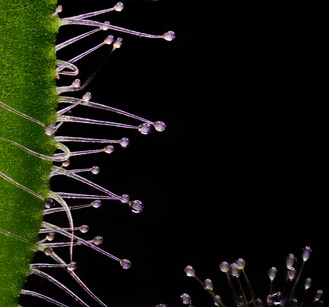 Cape Sundew - glandular hairs (5:1), Heesch, Netherlands This is a 50 image stack at 5x macro, showing details of the glandular hairs of a Cape sundew. I used a strong LED ring light for lighting. If you look closely, you can see the individual LED lights in each hair ending.<br />
<br />
At a detailed level, this result does have several stacking issues, where foreground and background are mixed up. This is common in complex 3D shapes, and even more so in parts that are translucent. Although you can&#039;t always prevent it, since taking this image I have learned about some solutions not yet applied here. Cape Sundew,Drosera capensis,Extreme Macro
