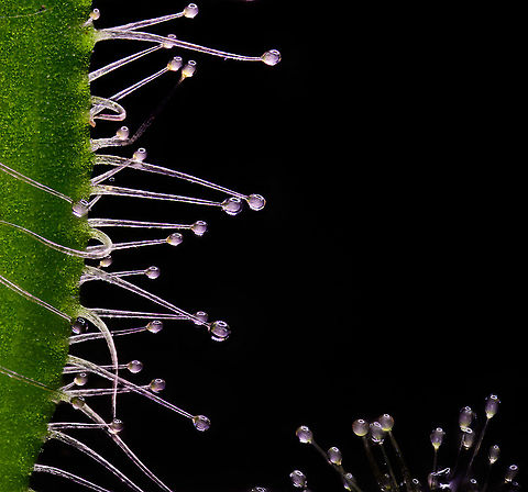 Cape Sundew - glandular hairs (5:1), Heesch, Netherlands This is a 50 image stack at 5x macro, showing details of the glandular hairs of a Cape sundew. I used a strong LED ring light for lighting. If you look closely, you can see the individual LED lights in each hair ending.

At a detailed level, this result does have several stacking issues, where foreground and background are mixed up. This is common in complex 3D shapes, and even more so in parts that are translucent. Although you can't always prevent it, since taking this image I have learned about some solutions not yet applied here. Cape Sundew,Drosera capensis,Extreme Macro