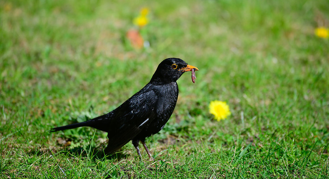 Common Blackbird - male, Heesch, Netherlands One of the most common birds to attend our garden. What is unusual this time is that Henriette and I have been at home full time for several weeks now, so we get to experience their most critical life cycle up close and in great detail. We've build an intimate relationship with this bird. <br />
<br />
Here we are basically at step 2 already. The 2 weeks prior, this bird used our garden for nest material, coming and going non-stop, hundreds of times per day. On this photo, we're at the food collection phase, so the young ones are born.<br />
<br />
In the nesting phase, they dramatically change in behavior. They lose most sense of fear and even become cocky. For example, this one even comes into our house to steal our cat's food, if we leave the door open. It's also impatiently looking at me to turn on the water sprayer, so that the rain worms come to the surface.<br />
<br />
It still very much freaks out when it sees our cat, but not when it sees me. You can build trust with some birds with a zero-interest approach. Sit still, be still, no sudden movements and when you move, move in the opposite direction or parallel to the bird, never directly at it. They will learn that you're not a threat.<br />
<figure class="photo"><a href="https://www.jungledragon.com/image/93128/common_blackbird_-_male_-_closeup_heesch_netherlands.html" title="Common Blackbird - male - closeup, Heesch, Netherlands"><img src="https://s3.amazonaws.com/media.jungledragon.com/images/2/93128_thumb.jpg?AWSAccessKeyId=05GMT0V3GWVNE7GGM1R2&Expires=1759968010&Signature=aaZuVnpKPqaJNCbK35slatOL5ew%3D" width="200" height="136" alt="Common Blackbird - male - closeup, Heesch, Netherlands A male common blackbird in our garden, collecting rain worms. It will typically catch 2 or 3 on each run.<br />
https://www.jungledragon.com/image/93124/common_blackbird_-_male_heesch_netherlands.html Common Blackbird,Europe,Garden,Heesch,Netherlands,Turdus merula,World" /></a></figure> Common Blackbird,Europe,Garden,Heesch,Netherlands,Turdus merula,World