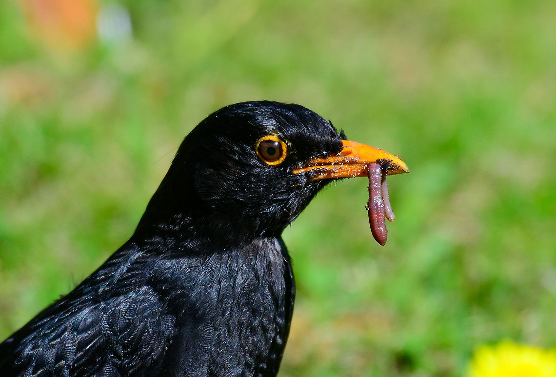 Common Blackbird - male - closeup, Heesch, Netherlands A male common blackbird in our garden, collecting rain worms. It will typically catch 2 or 3 on each run.<br />
<figure class="photo"><a href="https://www.jungledragon.com/image/93124/common_blackbird_-_male_heesch_netherlands.html" title="Common Blackbird - male, Heesch, Netherlands"><img src="https://s3.amazonaws.com/media.jungledragon.com/images/2/93124_thumb.jpg?AWSAccessKeyId=05GMT0V3GWVNE7GGM1R2&Expires=1759968010&Signature=W8WWcmiYv778X7HTW1prNkqvvqc%3D" width="200" height="110" alt="Common Blackbird - male, Heesch, Netherlands One of the most common birds to attend our garden. What is unusual this time is that Henriette and I have been at home full time for several weeks now, so we get to experience their most critical life cycle up close and in great detail. We&#039;ve build an intimate relationship with this bird. <br />
<br />
Here we are basically at step 2 already. The 2 weeks prior, this bird used our garden for nest material, coming and going non-stop, hundreds of times per day. On this photo, we&#039;re at the food collection phase, so the young ones are born.<br />
<br />
In the nesting phase, they dramatically change in behavior. They lose most sense of fear and even become cocky. For example, this one even comes into our house to steal our cat&#039;s food, if we leave the door open. It&#039;s also impatiently looking at me to turn on the water sprayer, so that the rain worms come to the surface.<br />
<br />
It still very much freaks out when it sees our cat, but not when it sees me. You can build trust with some birds with a zero-interest approach. Sit still, be still, no sudden movements and when you move, move in the opposite direction or parallel to the bird, never directly at it. They will learn that you&#039;re not a threat.<br />
https://www.jungledragon.com/image/93128/common_blackbird_-_male_-_closeup_heesch_netherlands.html Common Blackbird,Europe,Garden,Heesch,Netherlands,Turdus merula,World" /></a></figure> Common Blackbird,Europe,Garden,Heesch,Netherlands,Turdus merula,World