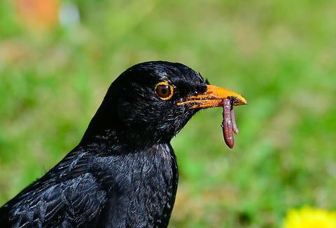 Common Blackbird - male - closeup, Heesch, Netherlands A male common blackbird in our garden, collecting rain worms. It will typically catch 2 or 3 on each run.
https://www.jungledragon.com/image/93124/common_blackbird_-_male_heesch_netherlands.html Common Blackbird,Europe,Garden,Heesch,Netherlands,Turdus merula,World