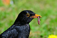 Common Blackbird - male - closeup, Heesch, Netherlands A male common blackbird in our garden, collecting rain worms. It will typically catch 2 or 3 on each run.<br />
https://www.jungledragon.com/image/93124/common_blackbird_-_male_heesch_netherlands.html Common Blackbird,Europe,Garden,Heesch,Netherlands,Turdus merula,World