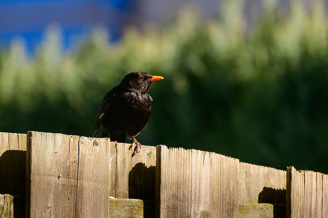 Common Blackbird - male - security checkup, Heesch, Netherlands For the last several weeks, this scene happens about once every 3 minutes. This blackbird is nesting 2 gardens away yet comes to our garden for nest material and food. Here it lands on our fence. <br />
<br />
First, it checks if our cat is around. If yes, it turns around. If no, it checks if I'm in the garden and where. Then it lands, picks what it needs, and leaves. 3 minutes later the cycle repeats, non-stop, until daylight is gone.<br />
<figure class="photo"><a href="https://www.jungledragon.com/image/93124/common_blackbird_-_male_heesch_netherlands.html" title="Common Blackbird - male, Heesch, Netherlands"><img src="https://s3.amazonaws.com/media.jungledragon.com/images/2/93124_thumb.jpg?AWSAccessKeyId=05GMT0V3GWVNE7GGM1R2&Expires=1770854410&Signature=h8vQt229L%2FbDDa%2F8mG7Hy6ZFsMw%3D" width="200" height="110" alt="Common Blackbird - male, Heesch, Netherlands One of the most common birds to attend our garden. What is unusual this time is that Henriette and I have been at home full time for several weeks now, so we get to experience their most critical life cycle up close and in great detail. We've build an intimate relationship with this bird. <br />
<br />
Here we are basically at step 2 already. The 2 weeks prior, this bird used our garden for nest material, coming and going non-stop, hundreds of times per day. On this photo, we're at the food collection phase, so the young ones are born.<br />
<br />
In the nesting phase, they dramatically change in behavior. They lose most sense of fear and even become cocky. For example, this one even comes into our house to steal our cat's food, if we leave the door open. It's also impatiently looking at me to turn on the water sprayer, so that the rain worms come to the surface.<br />
<br />
It still very much freaks out when it sees our cat, but not when it sees me. You can build trust with some birds with a zero-interest approach. Sit still, be still, no sudden movements and when you move, move in the opposite direction or parallel to the bird, never directly at it. They will learn that you're not a threat.<br />
https://www.jungledragon.com/image/93128/common_blackbird_-_male_-_closeup_heesch_netherlands.html Common Blackbird,Europe,Garden,Heesch,Netherlands,Turdus merula,World" /></a></figure><br />
<figure class="photo"><a href="https://www.jungledragon.com/image/93128/common_blackbird_-_male_-_closeup_heesch_netherlands.html" title="Common Blackbird - male - closeup, Heesch, Netherlands"><img src="https://s3.amazonaws.com/media.jungledragon.com/images/2/93128_thumb.jpg?AWSAccessKeyId=05GMT0V3GWVNE7GGM1R2&Expires=1770854410&Signature=ozam0DXEwhl0LAWRXGHHvhsj2pE%3D" width="200" height="136" alt="Common Blackbird - male - closeup, Heesch, Netherlands A male common blackbird in our garden, collecting rain worms. It will typically catch 2 or 3 on each run.<br />
https://www.jungledragon.com/image/93124/common_blackbird_-_male_heesch_netherlands.html Common Blackbird,Europe,Garden,Heesch,Netherlands,Turdus merula,World" /></a></figure> Common Blackbird,Europe,Garden,Heesch,Netherlands,Turdus merula,World