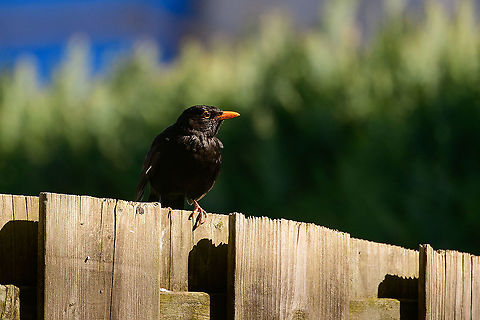 Common Blackbird - male - security checkup, Heesch, Netherlands For the last several weeks, this scene happens about once every 3 minutes. This blackbird is nesting 2 gardens away yet comes to our garden for nest material and food. Here it lands on our fence. 

First, it checks if our cat is around. If yes, it turns around. If no, it checks if I'm in the garden and where. Then it lands, picks what it needs, and leaves. 3 minutes later the cycle repeats, non-stop, until daylight is gone.
https://www.jungledragon.com/image/93124/common_blackbird_-_male_heesch_netherlands.html
https://www.jungledragon.com/image/93128/common_blackbird_-_male_-_closeup_heesch_netherlands.html Common Blackbird,Europe,Garden,Heesch,Netherlands,Turdus merula,World