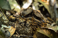 Madagascar Nightjar at day During our trip in Madagascar, several times we heard a distinct animal call that sounds like a pingpong ball dropping, usually around the time the sun was setting. Little did we realize this was the call of the Nightjar, a nocturnal bird. <br />
<br />
They are reasonably common in Madagascar, but it is less common to find them sleeping on the forest floor during the day, even less common to find two keeping each other warm. Check out their enormous heads and tiny beaks. Andasibe,Caprimulgus madagascariensis,Madagascar,Madagascar Nightjar
