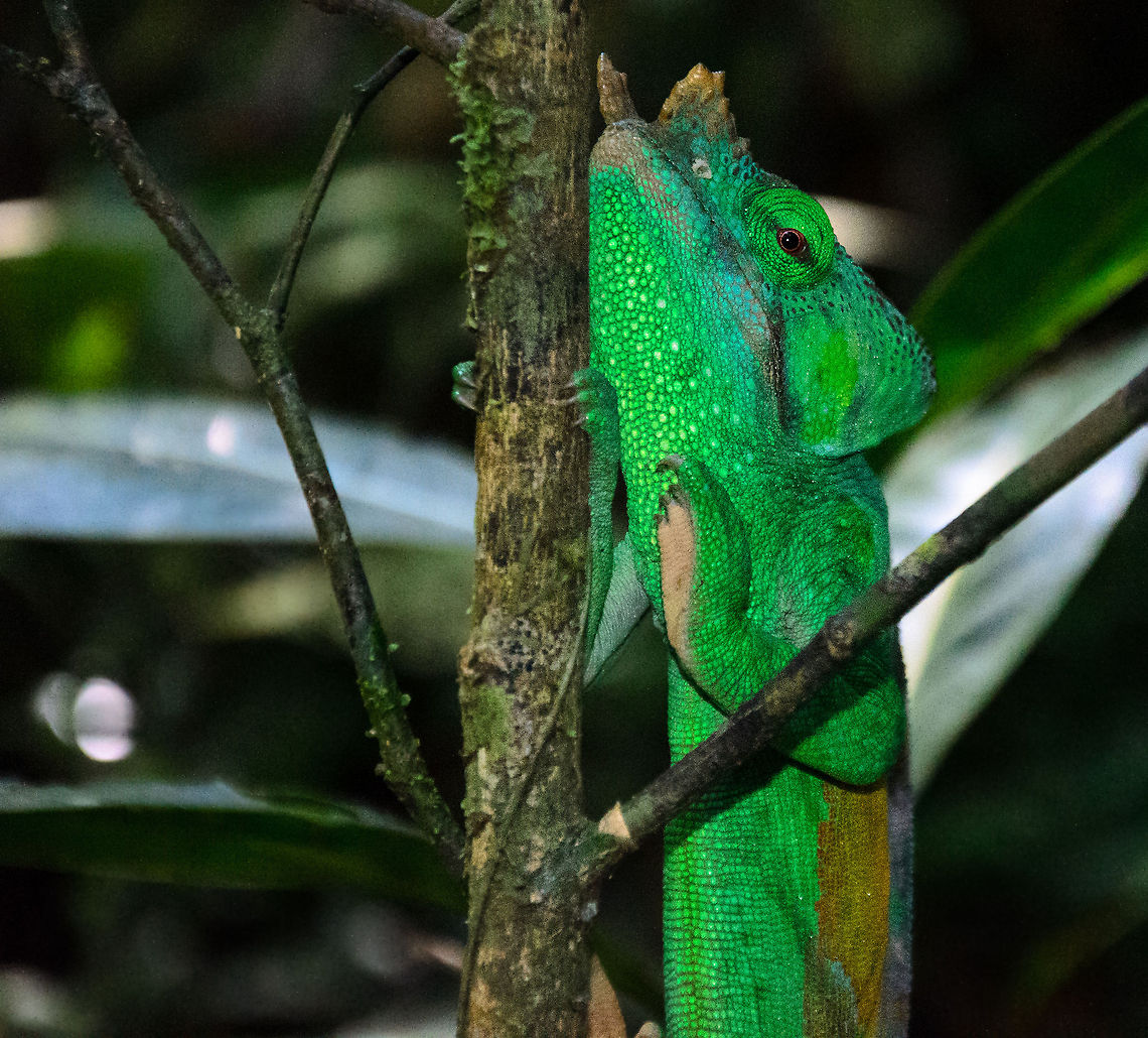 Parsons Chameleon in the Andasibe forest, Madagascar When it comes to chameleons, this is about as good as it gets: spotting a very large adult of the largest chameleon in its natural habitat. Andasibe,Calumma parsonii,Madagascar,Parsons chameleon
