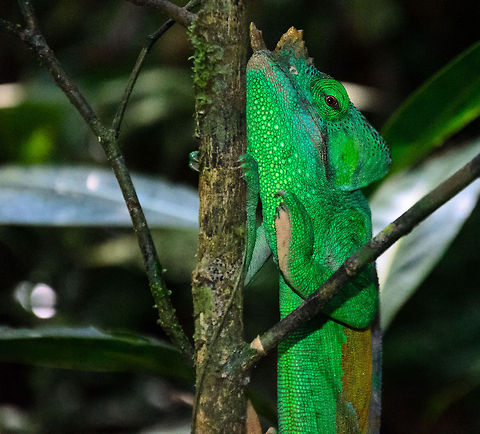Parsons Chameleon in the Andasibe forest, Madagascar When it comes to chameleons, this is about as good as it gets: spotting a very large adult of the largest chameleon in its natural habitat. Andasibe,Calumma parsonii,Madagascar,Parsons chameleon