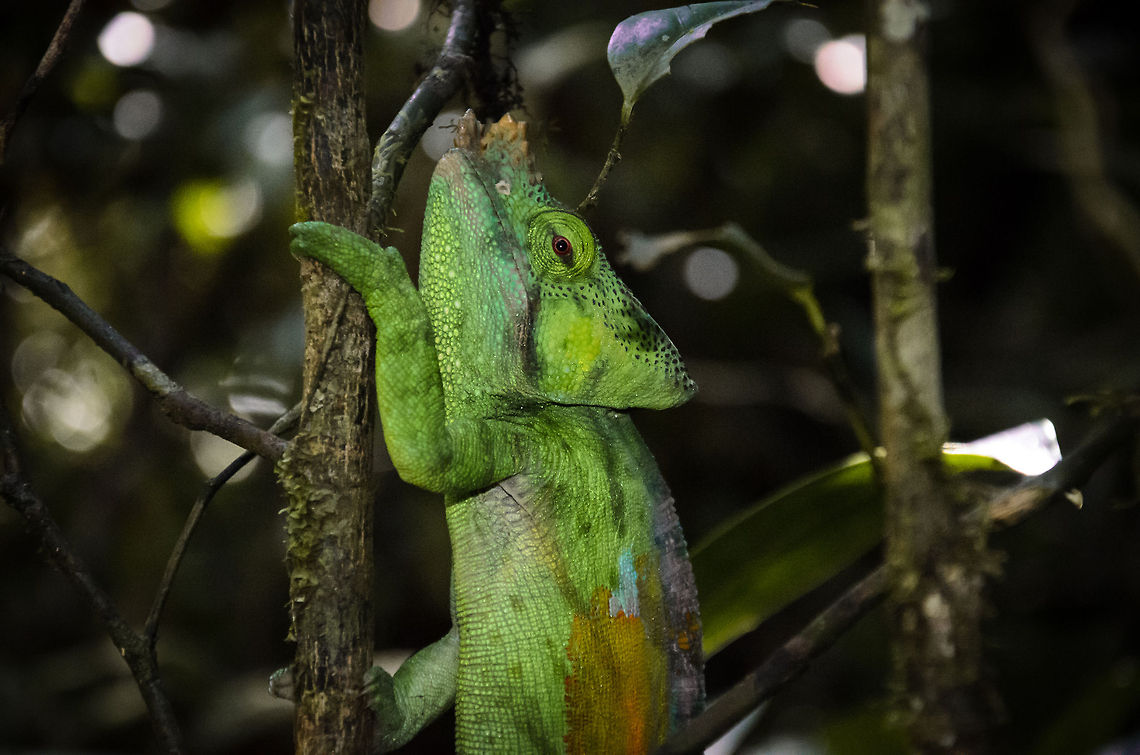 Rainbow Reptile Check out the color pattern on this wild Parsons Chameleon spotted in the Andasibe forests of Madagascar. Andasibe,Calumma parsonii,Madagascar,Parsons chameleon
