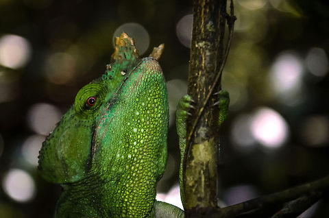 Parsons chameleon: tree dweller There is some ancient about this specie when you see it in its natural habitat. You get the feeling that the same scene could have occured millions of years ago. Andasibe,Calumma parsonii,Madagascar,Parsons chameleon