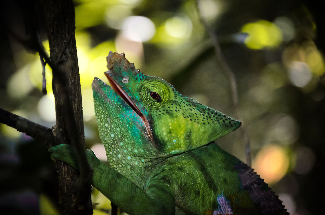 JungleDragon An awesome find in the ancient forest of Andasibe, Madagascar, the world&#039;s largest chameleon specie: the Parsons chameleon.  Andasibe,Calumma parsonii,Madagascar,Parsons chameleon