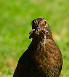 Common Blackbird - female stuffing closeup, Heesch, Netherlands This is the female of a common blackbird couple that use our garden to play out their life cycle. Here's the male:<br />
https://www.jungledragon.com/image/93128/common_blackbird_-_male_-_closeup_heesch_netherlands.html<br />
During both the collection of nest material and food for the young, the male and female share the work load. After the young leave the nest, the male takes care of them whilst the female is already in pursuit of getting new offspring. <br />
<br />
I'm above all impressed with their learning capability. They know that I sprinkle the back yard with water on most days, and eagerly await this moment as it makes rain worms come to the surface.<br />
<br />
https://www.jungledragon.com/image/93264/common_blackbird_-_female_heesch_netherlands.html<br />
https://www.jungledragon.com/image/93263/common_blackbird_-_female_stuffing_heesch_netherlands.html<br />
https://www.jungledragon.com/image/93262/common_blackbird_-_female_collecting_heesch_netherlands.html Common Blackbird,Europe,Garden,Heesch,Netherlands,Turdus merula,World