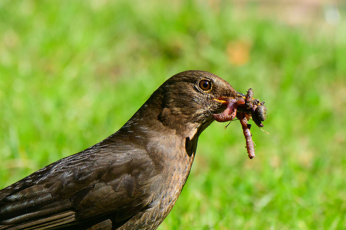 Common Blackbird - female collecting, Heesch, Netherlands This is the female of a common blackbird couple that use our garden to play out their life cycle. Here&#039;s the male:<br />
<figure class="photo"><a href="https://www.jungledragon.com/image/93128/common_blackbird_-_male_-_closeup_heesch_netherlands.html" title="Common Blackbird - male - closeup, Heesch, Netherlands"><img src="https://s3.amazonaws.com/media.jungledragon.com/images/2/93128_thumb.jpg?AWSAccessKeyId=05GMT0V3GWVNE7GGM1R2&Expires=1759968010&Signature=aaZuVnpKPqaJNCbK35slatOL5ew%3D" width="200" height="136" alt="Common Blackbird - male - closeup, Heesch, Netherlands A male common blackbird in our garden, collecting rain worms. It will typically catch 2 or 3 on each run.<br />
https://www.jungledragon.com/image/93124/common_blackbird_-_male_heesch_netherlands.html Common Blackbird,Europe,Garden,Heesch,Netherlands,Turdus merula,World" /></a></figure><br />
During both the collection of nest material and food for the young, the male and female share the work load. After the young leave the nest, the male takes care of them whilst the female is already in pursuit of getting new offspring. <br />
<br />
I&#039;m above all impressed with their learning capability. They know that I sprinkle the back yard with water on most days, and eagerly await this moment as it makes rain worms come to the surface.<br />
<br />
<figure class="photo"><a href="https://www.jungledragon.com/image/93264/common_blackbird_-_female_heesch_netherlands.html" title="Common Blackbird - female, Heesch, Netherlands"><img src="https://s3.amazonaws.com/media.jungledragon.com/images/2/93264_thumb.jpg?AWSAccessKeyId=05GMT0V3GWVNE7GGM1R2&Expires=1759968010&Signature=hINZfYDPDDBp%2FvPRLGNnElXO%2Bxw%3D" width="200" height="134" alt="Common Blackbird - female, Heesch, Netherlands This is the female of a common blackbird couple that use our garden to play out their life cycle. Here&#039;s the male:<br />
https://www.jungledragon.com/image/93128/common_blackbird_-_male_-_closeup_heesch_netherlands.html<br />
During both the collection of nest material and food for the young, the male and female share the work load. After the young leave the nest, the male takes care of them whilst the female is already in pursuit of getting new offspring. <br />
<br />
I&#039;m above all impressed with their learning capability. They know that I sprinkle the back yard with water on most days, and eagerly await this moment as it makes rain worms come to the surface.<br />
<br />
https://www.jungledragon.com/image/93263/common_blackbird_-_female_stuffing_heesch_netherlands.html<br />
https://www.jungledragon.com/image/93261/common_blackbird_-_female_stuffing_closeup_heesch_netherlands.html<br />
https://www.jungledragon.com/image/93262/common_blackbird_-_female_collecting_heesch_netherlands.html Common Blackbird,Europe,Garden,Heesch,Netherlands,Turdus merula,World" /></a></figure><br />
<figure class="photo"><a href="https://www.jungledragon.com/image/93263/common_blackbird_-_female_stuffing_heesch_netherlands.html" title="Common Blackbird - female stuffing, Heesch, Netherlands"><img src="https://s3.amazonaws.com/media.jungledragon.com/images/2/93263_thumb.jpg?AWSAccessKeyId=05GMT0V3GWVNE7GGM1R2&Expires=1759968010&Signature=8jqX2AQ5GgXsSiyWD4QU%2BcIgN%2Bk%3D" width="138" height="152" alt="Common Blackbird - female stuffing, Heesch, Netherlands This is the female of a common blackbird couple that use our garden to play out their life cycle. Here&#039;s the male:<br />
https://www.jungledragon.com/image/93128/common_blackbird_-_male_-_closeup_heesch_netherlands.html<br />
During both the collection of nest material and food for the young, the male and female share the work load. After the young leave the nest, the male takes care of them whilst the female is already in pursuit of getting new offspring. <br />
<br />
I&#039;m above all impressed with their learning capability. They know that I sprinkle the back yard with water on most days, and eagerly await this moment as it makes rain worms come to the surface.<br />
<br />
https://www.jungledragon.com/image/93264/common_blackbird_-_female_heesch_netherlands.html<br />
https://www.jungledragon.com/image/93261/common_blackbird_-_female_stuffing_closeup_heesch_netherlands.html<br />
https://www.jungledragon.com/image/93262/common_blackbird_-_female_collecting_heesch_netherlands.html Common Blackbird,Europe,Garden,Heesch,Netherlands,Turdus merula,World" /></a></figure><br />
<figure class="photo"><a href="https://www.jungledragon.com/image/93261/common_blackbird_-_female_stuffing_closeup_heesch_netherlands.html" title="Common Blackbird - female stuffing closeup, Heesch, Netherlands"><img src="https://s3.amazonaws.com/media.jungledragon.com/images/2/93261_thumb.jpg?AWSAccessKeyId=05GMT0V3GWVNE7GGM1R2&Expires=1759968010&Signature=LiCC3hAhWl%2Br9VdGywQTmBj1IgI%3D" width="138" height="152" alt="Common Blackbird - female stuffing closeup, Heesch, Netherlands This is the female of a common blackbird couple that use our garden to play out their life cycle. Here&#039;s the male:<br />
https://www.jungledragon.com/image/93128/common_blackbird_-_male_-_closeup_heesch_netherlands.html<br />
During both the collection of nest material and food for the young, the male and female share the work load. After the young leave the nest, the male takes care of them whilst the female is already in pursuit of getting new offspring. <br />
<br />
I&#039;m above all impressed with their learning capability. They know that I sprinkle the back yard with water on most days, and eagerly await this moment as it makes rain worms come to the surface.<br />
<br />
https://www.jungledragon.com/image/93264/common_blackbird_-_female_heesch_netherlands.html<br />
https://www.jungledragon.com/image/93263/common_blackbird_-_female_stuffing_heesch_netherlands.html<br />
https://www.jungledragon.com/image/93262/common_blackbird_-_female_collecting_heesch_netherlands.html Common Blackbird,Europe,Garden,Heesch,Netherlands,Turdus merula,World" /></a></figure> Common Blackbird,Europe,Garden,Heesch,Netherlands,Turdus merula,World