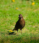 Common Blackbird - female stuffing, Heesch, Netherlands This is the female of a common blackbird couple that use our garden to play out their life cycle. Here's the male:<br />
https://www.jungledragon.com/image/93128/common_blackbird_-_male_-_closeup_heesch_netherlands.html<br />
During both the collection of nest material and food for the young, the male and female share the work load. After the young leave the nest, the male takes care of them whilst the female is already in pursuit of getting new offspring. <br />
<br />
I'm above all impressed with their learning capability. They know that I sprinkle the back yard with water on most days, and eagerly await this moment as it makes rain worms come to the surface.<br />
<br />
https://www.jungledragon.com/image/93264/common_blackbird_-_female_heesch_netherlands.html<br />
https://www.jungledragon.com/image/93261/common_blackbird_-_female_stuffing_closeup_heesch_netherlands.html<br />
https://www.jungledragon.com/image/93262/common_blackbird_-_female_collecting_heesch_netherlands.html Common Blackbird,Europe,Garden,Heesch,Netherlands,Turdus merula,World