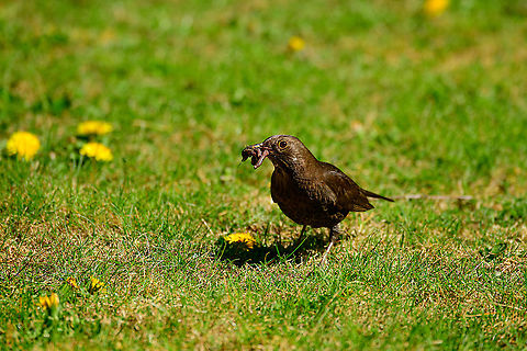 Common Blackbird - female, Heesch, Netherlands This is the female of a common blackbird couple that use our garden to play out their life cycle. Here's the male:
https://www.jungledragon.com/image/93128/common_blackbird_-_male_-_closeup_heesch_netherlands.html
During both the collection of nest material and food for the young, the male and female share the work load. After the young leave the nest, the male takes care of them whilst the female is already in pursuit of getting new offspring. 

I'm above all impressed with their learning capability. They know that I sprinkle the back yard with water on most days, and eagerly await this moment as it makes rain worms come to the surface.

https://www.jungledragon.com/image/93263/common_blackbird_-_female_stuffing_heesch_netherlands.html
https://www.jungledragon.com/image/93261/common_blackbird_-_female_stuffing_closeup_heesch_netherlands.html
https://www.jungledragon.com/image/93262/common_blackbird_-_female_collecting_heesch_netherlands.html Common Blackbird,Europe,Garden,Heesch,Netherlands,Turdus merula,World