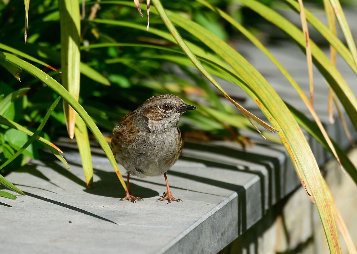 Dunnock, Heesch, Netherlands Another common visitor to our garden, this bird is usually hopping around low in the bushes, finding bugs, it doesn't fly much. It makes up for its dull appearance with a colorful love life: both males and females are known to have multiple partners. Sexes look very similar, so I don't know the sex of this one, it can only be determined by song.<br />
<br />
They are relatively shy, always ensuring there's a good 5m between you and them. During the breeding season they are a little less nervous.<br />
<figure class="photo"><a href="https://www.jungledragon.com/image/93267/dunnock_-_standoff_heesch_netherlands.html" title="Dunnock - standoff, Heesch, Netherlands"><img src="https://s3.amazonaws.com/media.jungledragon.com/images/2/93267_thumb.jpg?AWSAccessKeyId=05GMT0V3GWVNE7GGM1R2&Expires=1759968010&Signature=T1XY%2BqZIVxueBt3Luwx%2F2AQbij4%3D" width="200" height="116" alt="Dunnock - standoff, Heesch, Netherlands Another common visitor to our garden, this bird is usually hopping around low in the bushes, finding bugs, it doesn't fly much. It makes up for its dull appearance with a colorful love life: both males and females are known to have multiple partners. Sexes look very similar, so I don't know the sex of this one, it can only be determined by song.<br />
<br />
They are relatively shy, always ensuring there's a good 5m between you and them. During the breeding season they are a little less nervous.<br />
https://www.jungledragon.com/image/93266/dunnock_heesch_netherlands.html Dunnock,Europe,Garden,Heesch,Netherlands,Prunella modularis,World" /></a></figure> Dunnock,Europe,Garden,Heesch,Netherlands,Prunella modularis,World