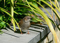 Dunnock, Heesch, Netherlands Another common visitor to our garden, this bird is usually hopping around low in the bushes, finding bugs, it doesn't fly much. It makes up for its dull appearance with a colorful love life: both males and females are known to have multiple partners. Sexes look very similar, so I don't know the sex of this one, it can only be determined by song.<br />
<br />
They are relatively shy, always ensuring there's a good 5m between you and them. During the breeding season they are a little less nervous.<br />
https://www.jungledragon.com/image/93267/dunnock_-_standoff_heesch_netherlands.html Dunnock,Europe,Garden,Heesch,Netherlands,Prunella modularis,World