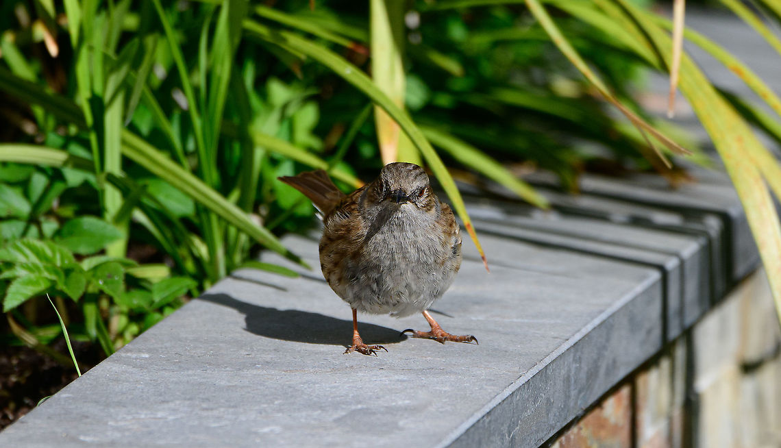 Dunnock - standoff, Heesch, Netherlands Another common visitor to our garden, this bird is usually hopping around low in the bushes, finding bugs, it doesn't fly much. It makes up for its dull appearance with a colorful love life: both males and females are known to have multiple partners. Sexes look very similar, so I don't know the sex of this one, it can only be determined by song.<br />
<br />
They are relatively shy, always ensuring there's a good 5m between you and them. During the breeding season they are a little less nervous.<br />
<figure class="photo"><a href="https://www.jungledragon.com/image/93266/dunnock_heesch_netherlands.html" title="Dunnock, Heesch, Netherlands"><img src="https://s3.amazonaws.com/media.jungledragon.com/images/2/93266_thumb.jpg?AWSAccessKeyId=05GMT0V3GWVNE7GGM1R2&Expires=1759968010&Signature=h89%2FyBIq3dqDI8lCMHmePsKBi6U%3D" width="200" height="144" alt="Dunnock, Heesch, Netherlands Another common visitor to our garden, this bird is usually hopping around low in the bushes, finding bugs, it doesn't fly much. It makes up for its dull appearance with a colorful love life: both males and females are known to have multiple partners. Sexes look very similar, so I don't know the sex of this one, it can only be determined by song.<br />
<br />
They are relatively shy, always ensuring there's a good 5m between you and them. During the breeding season they are a little less nervous.<br />
https://www.jungledragon.com/image/93267/dunnock_-_standoff_heesch_netherlands.html Dunnock,Europe,Garden,Heesch,Netherlands,Prunella modularis,World" /></a></figure> Dunnock,Europe,Garden,Heesch,Netherlands,Prunella modularis,World