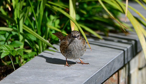 Dunnock - standoff, Heesch, Netherlands Another common visitor to our garden, this bird is usually hopping around low in the bushes, finding bugs, it doesn't fly much. It makes up for its dull appearance with a colorful love life: both males and females are known to have multiple partners. Sexes look very similar, so I don't know the sex of this one, it can only be determined by song.

They are relatively shy, always ensuring there's a good 5m between you and them. During the breeding season they are a little less nervous.
https://www.jungledragon.com/image/93266/dunnock_heesch_netherlands.html Dunnock,Europe,Garden,Heesch,Netherlands,Prunella modularis,World