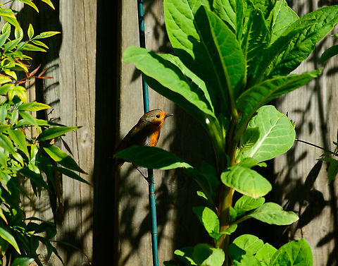 European Robin, Heesch, Netherlands Another widespread garden bird, the European Robin. It's the most careful out of the main birds visiting our garden. Yet when our cat is out, it does fiercely try to chase it away by means of annoying song. Erithacus rubecula,Europe,European Robin,Garden,Heesch,Netherlands,World