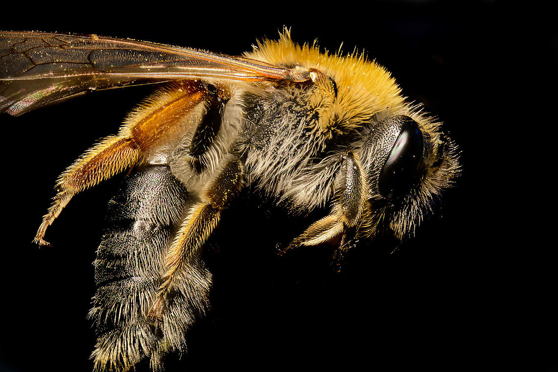 Andrena minutula, Heesch, Netherlands ID tentative. I'm quite sure of the genus and this species matches visually and is statistically common according to literature, yet strangely underreported in its range.<br />
<br />
I found this tiny bee (7-8mm) dead when sweeping the garden floor. It was probably a recent death as it was intact and the birds didn't get to it yet. <br />
<br />
This is a 50 image stack at 2.5 x macro. Compared to my first image stack, I consider this a step up. One thing that helps is subject size. Although still only 7-8mm, its a few times larger compared to the previous subject and that makes it easier to handle and capture details from.<br />
<br />
From this angle you can see two characteristics of this genus:<br />
1. The long hairs on the legs, used to collect pollen<br />
2. The stroke of pointy hair between the eyes, clearly sticking out here<br />
<br />
In dutch we call this the "Common dwarf sand bee".<br />
<figure class="photo"><a href="https://www.jungledragon.com/image/93271/andrena_minutula_-_head_closeup_heesch_netherlands.html" title="Andrena minutula - head closeup, Heesch, Netherlands"><img src="https://s3.amazonaws.com/media.jungledragon.com/images/2/93271_thumb.jpg?AWSAccessKeyId=05GMT0V3GWVNE7GGM1R2&Expires=1763596810&Signature=32kJQiiTBsJkWi1COegxjKxEhDg%3D" width="200" height="166" alt="Andrena minutula - head closeup, Heesch, Netherlands Mug shot of this species:<br />
https://www.jungledragon.com/image/93270/andrena_minutula_heesch_netherlands.html<br />
This is a 3.5 x macro 50 image stack, slightly rotated and cropped.<br />
<br />
https://www.jungledragon.com/image/93272/andrena_minutula_-_frontal_heesch_netherlands.html Andrena minutula,Extreme Macro" /></a></figure><br />
<figure class="photo"><a href="https://www.jungledragon.com/image/93272/andrena_minutula_-_frontal_heesch_netherlands.html" title="Andrena minutula - frontal, Heesch, Netherlands"><img src="https://s3.amazonaws.com/media.jungledragon.com/images/2/93272_thumb.jpg?AWSAccessKeyId=05GMT0V3GWVNE7GGM1R2&Expires=1763596810&Signature=khjyfT%2Fcw4rddOazwOo3VikuHng%3D" width="200" height="134" alt="Andrena minutula - frontal, Heesch, Netherlands A frontal 5x macro stack of this species:<br />
https://www.jungledragon.com/image/93270/andrena_minutula_heesch_netherlands.html<br />
"Making of" notes:<br />
<br />
To start positively, what I like about this image is it dynamic composition. The slightly diagonal approach and its antennae coming at the viewer makes it almost pop out of the frame, which I think is cooler than a straight-on angle. Although far from perfect, I also like the dramatic lighting. A lot of macro stackers try to get perfect uniform light from all angles, in order to bring out maximal details across the subject. It's just a matter of taste, but I prefer more dynamic lighting.<br />
<br />
Lighting in this case was done using flash, compared to my earlier continuous light approach. I find flash-based results much better than continuous light. The reason is simple: it adds so much light that you can use a faster shutter speed, this is my only weapon against enemy #1 in extreme macro: micro vibration.<br />
<br />
At 5x macro, everything seems to vibrate. It could be slight wind in the room, the washing machine in the next room, somebody walking, a car passing by. Some counter this by putting their setup on a concrete floor (removes shake from table itself) and then add dampening rubber feet and run their stack at night. <br />
<br />
Flash for stacking has its downsides though. It depletes batteries rapidly and flash units really aren't made for such intense usage. They can overheat, vary output between shots, or simply fail and skip a shot, ruining the entire stack. <br />
<br />
Anyway, given my beginner level, I was happy as a child when this came out of the stacking software. The problem with this hobby is that it's quite self-defeating. When happy, you just turn up the dial of self criticism, and now I see this image differently: it has tons of flaws. But ah well. Andrena minutula,Extreme Macro,Extreme Macro Portraits,WeMacro" /></a></figure> Andrena minutula,Extreme Macro