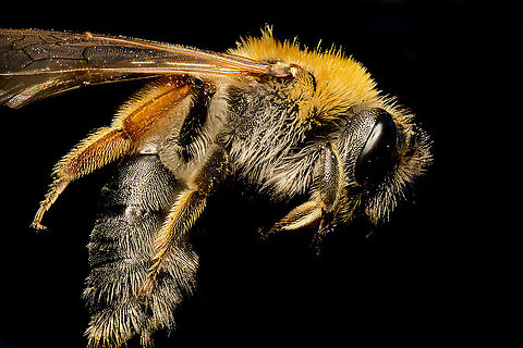 Andrena minutula, Heesch, Netherlands ID tentative. I'm quite sure of the genus and this species matches visually and is statistically common according to literature, yet strangely underreported in its range.

I found this tiny bee (7-8mm) dead when sweeping the garden floor. It was probably a recent death as it was intact and the birds didn't get to it yet. 

This is a 50 image stack at 2.5 x macro. Compared to my first image stack, I consider this a step up. One thing that helps is subject size. Although still only 7-8mm, its a few times larger compared to the previous subject and that makes it easier to handle and capture details from.

From this angle you can see two characteristics of this genus:
1. The long hairs on the legs, used to collect pollen
2. The stroke of pointy hair between the eyes, clearly sticking out here

In dutch we call this the "Common dwarf sand bee".
https://www.jungledragon.com/image/93271/andrena_minutula_-_head_closeup_heesch_netherlands.html
https://www.jungledragon.com/image/93272/andrena_minutula_-_frontal_heesch_netherlands.html Andrena minutula,Extreme Macro