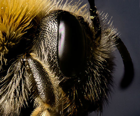 Andrena minutula - head closeup, Heesch, Netherlands Mug shot of this species:
https://www.jungledragon.com/image/93270/andrena_minutula_heesch_netherlands.html
This is a 3.5 x macro 50 image stack, slightly rotated and cropped.

https://www.jungledragon.com/image/93272/andrena_minutula_-_frontal_heesch_netherlands.html Andrena minutula,Extreme Macro