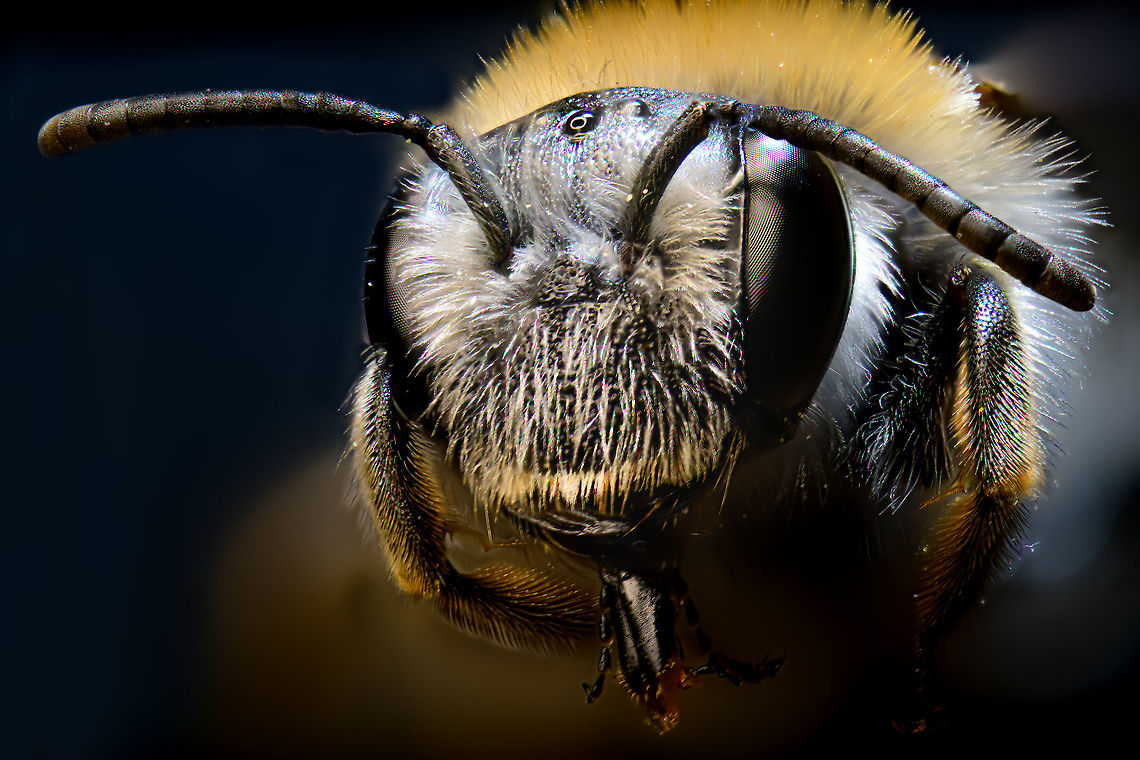 Andrena minutula - frontal, Heesch, Netherlands A frontal 5x macro stack of this species:<br />
<figure class="photo"><a href="https://www.jungledragon.com/image/93270/andrena_minutula_heesch_netherlands.html" title="Andrena minutula, Heesch, Netherlands"><img src="https://s3.amazonaws.com/media.jungledragon.com/images/2/93270_thumb.jpg?AWSAccessKeyId=05GMT0V3GWVNE7GGM1R2&Expires=1759968010&Signature=Vru1Bhvq3fwDD6jl%2BNBPOzbx5OM%3D" width="200" height="134" alt="Andrena minutula, Heesch, Netherlands ID tentative. I'm quite sure of the genus and this species matches visually and is statistically common according to literature, yet strangely underreported in its range.<br />
<br />
I found this tiny bee (7-8mm) dead when sweeping the garden floor. It was probably a recent death as it was intact and the birds didn't get to it yet. <br />
<br />
This is a 50 image stack at 2.5 x macro. Compared to my first image stack, I consider this a step up. One thing that helps is subject size. Although still only 7-8mm, its a few times larger compared to the previous subject and that makes it easier to handle and capture details from.<br />
<br />
From this angle you can see two characteristics of this genus:<br />
1. The long hairs on the legs, used to collect pollen<br />
2. The stroke of pointy hair between the eyes, clearly sticking out here<br />
<br />
In dutch we call this the "Common dwarf sand bee".<br />
https://www.jungledragon.com/image/93271/andrena_minutula_-_head_closeup_heesch_netherlands.html<br />
https://www.jungledragon.com/image/93272/andrena_minutula_-_frontal_heesch_netherlands.html Andrena minutula,Extreme Macro" /></a></figure><br />
"Making of" notes:<br />
<br />
To start positively, what I like about this image is it dynamic composition. The slightly diagonal approach and its antennae coming at the viewer makes it almost pop out of the frame, which I think is cooler than a straight-on angle. Although far from perfect, I also like the dramatic lighting. A lot of macro stackers try to get perfect uniform light from all angles, in order to bring out maximal details across the subject. It's just a matter of taste, but I prefer more dynamic lighting.<br />
<br />
Lighting in this case was done using flash, compared to my earlier continuous light approach. I find flash-based results much better than continuous light. The reason is simple: it adds so much light that you can use a faster shutter speed, this is my only weapon against enemy #1 in extreme macro: micro vibration.<br />
<br />
At 5x macro, everything seems to vibrate. It could be slight wind in the room, the washing machine in the next room, somebody walking, a car passing by. Some counter this by putting their setup on a concrete floor (removes shake from table itself) and then add dampening rubber feet and run their stack at night. <br />
<br />
Flash for stacking has its downsides though. It depletes batteries rapidly and flash units really aren't made for such intense usage. They can overheat, vary output between shots, or simply fail and skip a shot, ruining the entire stack. <br />
<br />
Anyway, given my beginner level, I was happy as a child when this came out of the stacking software. The problem with this hobby is that it's quite self-defeating. When happy, you just turn up the dial of self criticism, and now I see this image differently: it has tons of flaws. But ah well. Andrena minutula,Extreme Macro,Extreme Macro Portraits,WeMacro
