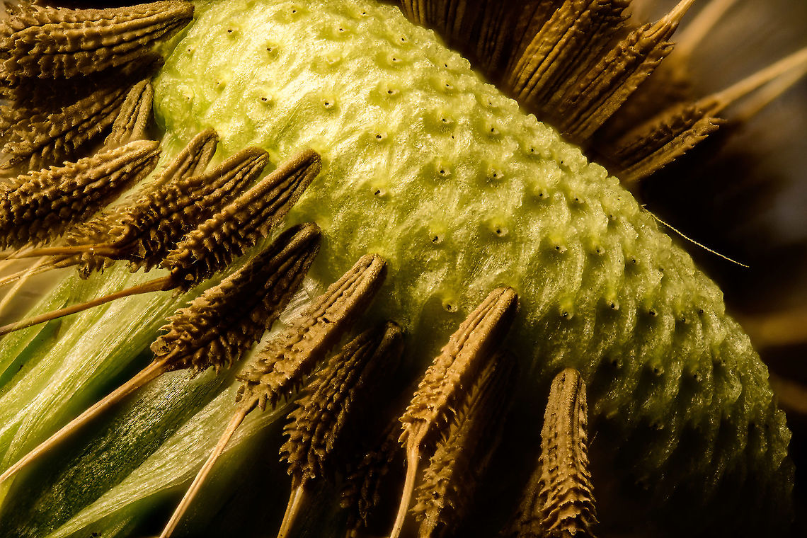 Common Dandelion, Heesch, Netherlands Our backyard lawn is currently full of dandelions. Early in the season, it&#039;s good practice to let them be for a while as they are a reliable source of nectar for many species of bee at a time when few other flowers are blooming. <br />
<br />
This is a 70 image stack at 2.5 x macro. It turned out more interesting than I expected. The individual seeds with plume attached are too big for extreme macro, so instead I plucked a few to make a small opening to the core of the flower, where you can see how the seeds attach. They have an interesting hooked appearance, supposedly to make them attach to wherever they land after wind transported them. The same is true for the plumes, they too have a hooked appearance:<br />
<figure class="photo"><a href="https://www.jungledragon.com/image/93274/common_dandelion_-_plume_heesch_netherlands.html" title="Common Dandelion - plume, Heesch, Netherlands"><img src="https://s3.amazonaws.com/media.jungledragon.com/images/2/93274_thumb.jpg?AWSAccessKeyId=05GMT0V3GWVNE7GGM1R2&Expires=1767225610&Signature=QsVPAJBYHn0Dy%2BMqqw6u9X4hkb0%3D" width="200" height="132" alt="Common Dandelion - plume, Heesch, Netherlands A macro stack of the fibre-like plume, which by means of wind will carry a single seed to its destination. If you look closely, the fibre has a hooked appearance, which explains why these things stick and attach to anything it comes in contact with.<br />
<br />
Here you can see the other end, the way the seeds are attached to the core of the flower:<br />
https://www.jungledragon.com/image/93273/common_dandelion_heesch_netherlands.html Common dandelion,Extreme Macro,Taraxacum officinale" /></a></figure> Common dandelion,Extreme Macro,Taraxacum officinale,WeMacro