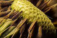 Common Dandelion, Heesch, Netherlands Our backyard lawn is currently full of dandelions. Early in the season, it's good practice to let them be for a while as they are a reliable source of nectar for many species of bee at a time when few other flowers are blooming. <br />
<br />
This is a 70 image stack at 2.5 x macro. It turned out more interesting than I expected. The individual seeds with plume attached are too big for extreme macro, so instead I plucked a few to make a small opening to the core of the flower, where you can see how the seeds attach. They have an interesting hooked appearance, supposedly to make them attach to wherever they land after wind transported them. The same is true for the plumes, they too have a hooked appearance:<br />
https://www.jungledragon.com/image/93274/common_dandelion_-_plume_heesch_netherlands.html Common dandelion,Extreme Macro,Taraxacum officinale,WeMacro