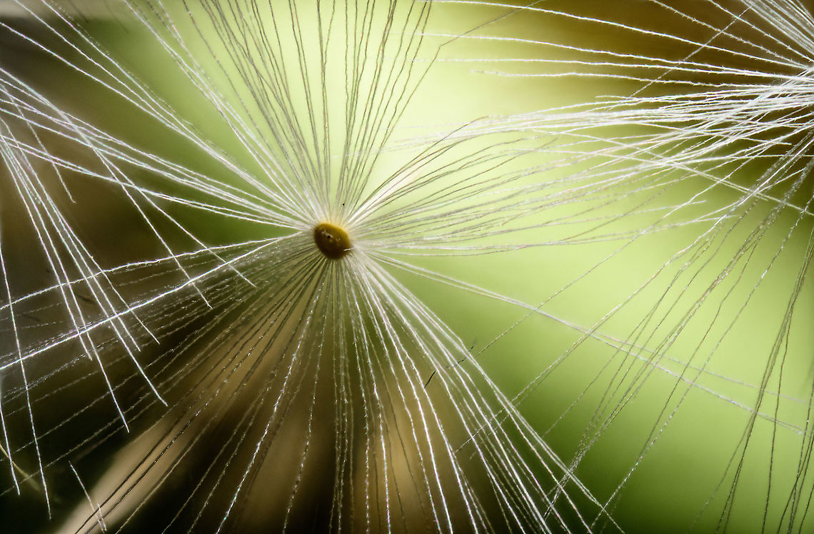 Common Dandelion - plume, Heesch, Netherlands A macro stack of the fibre-like plume, which by means of wind will carry a single seed to its destination. If you look closely, the fibre has a hooked appearance, which explains why these things stick and attach to anything it comes in contact with.<br />
<br />
Here you can see the other end, the way the seeds are attached to the core of the flower:<br />
<figure class="photo"><a href="https://www.jungledragon.com/image/93273/common_dandelion_heesch_netherlands.html" title="Common Dandelion, Heesch, Netherlands"><img src="https://s3.amazonaws.com/media.jungledragon.com/images/2/93273_thumb.jpg?AWSAccessKeyId=05GMT0V3GWVNE7GGM1R2&Expires=1759968010&Signature=LsOxTEbsgm6t%2BbLwDly494iHXzg%3D" width="200" height="134" alt="Common Dandelion, Heesch, Netherlands Our backyard lawn is currently full of dandelions. Early in the season, it's good practice to let them be for a while as they are a reliable source of nectar for many species of bee at a time when few other flowers are blooming. <br />
<br />
This is a 70 image stack at 2.5 x macro. It turned out more interesting than I expected. The individual seeds with plume attached are too big for extreme macro, so instead I plucked a few to make a small opening to the core of the flower, where you can see how the seeds attach. They have an interesting hooked appearance, supposedly to make them attach to wherever they land after wind transported them. The same is true for the plumes, they too have a hooked appearance:<br />
https://www.jungledragon.com/image/93274/common_dandelion_-_plume_heesch_netherlands.html Common dandelion,Extreme Macro,Taraxacum officinale,WeMacro" /></a></figure> Common dandelion,Extreme Macro,Taraxacum officinale