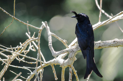 Crested Drongo Upon first seeing this bird in Madagascar, I was of course greedy in trying to capture it. Only later on we learned that this bird is as common to Madagascar as a sparrow is to Europe. They are everywhere. Still like them though. Andasibe,Crested Drongo,Dicrurus forficatus,Madagascar