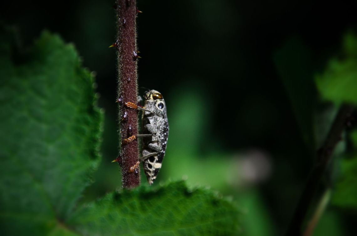 Madagascar Firefly closup Spotted this odd insect myself in the Andasibe forest of Madagascar. According to our guide it is a firefly specie. We&#039;re still not sure which exact specie though, and quite likely, we will never know :) Andasibe,Madagascar,Polybothris luczoti