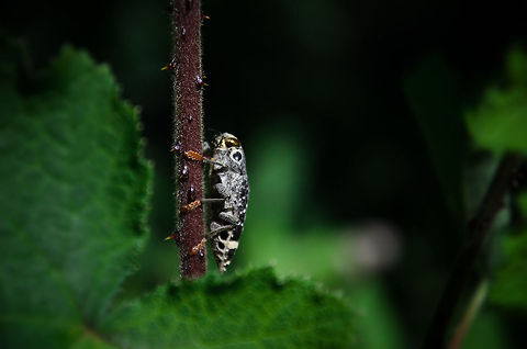 Madagascar Firefly closup Spotted this odd insect myself in the Andasibe forest of Madagascar. According to our guide it is a firefly specie. We're still not sure which exact specie though, and quite likely, we will never know :) Andasibe,Madagascar,Polybothris luczoti