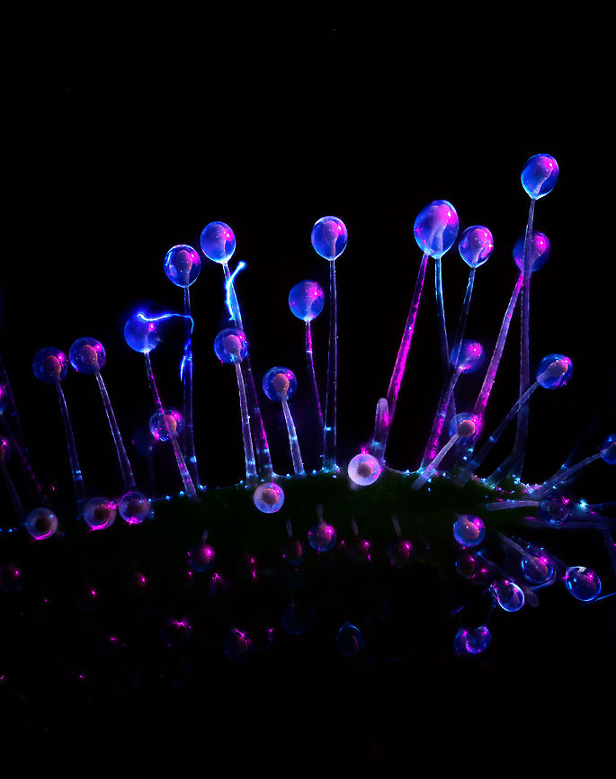Cape Sundew - UV - landscape, Heesch, Netherlands This is what I would call a uniquely stupid idea. <br />
<br />
I had just acquired a lighting system that has various LED arms. One particular arm emits UV light only. I had already tested it succesfully on lichen, I&#039;ll post those later. I also did a nightly stroll through the garden, pointing the arm everywhere to see which flower lights up. Pre-selecting targets, in a way.<br />
<br />
What else could I try, my fuzzy mind wondered? When the dots connected, I cringed. How about the sundews you just spent 3 days stacking? The answer was in plain sight. How slow the idea came into existence, it does seem unique enough, I&#039;m not finding any serious comparisons of trying this on sundews.<br />
<br />
It&#039;s easy to see why if you consider the process involved. Consumer grade UV lights are extremely weak, for safety reasons. You have to almost touch the subject with the light in a fully dark room to see the effect at all. <br />
<br />
This is a problem for extreme macro, which needs the exact opposite: extreme amounts of light. As more UV light is no option for now, the only solution is shutter speed. Where normally 1/60s is already to slow for extreme macro due to micro vibrations, this stack consists of photos with a 3s shutter speed. <br />
<br />
That&#039;s not the only pain. You can&#039;t see what you&#039;re doing so you have to prepare the entire stack in normal light. Do the composition, focus start and end points. Then, position UV lighting without touching or moving anything and pray you got it right, as you can&#039;t preview any result. Finally, shut down all lights in the house, press start, and sit motionless in complete darkness on the couch, wondering how I ended up here.<br />
<br />
I couldn&#039;t believe what I saw after the stacking software did its job. It was getting late, so I went to bed, still hyped. With the full weekend still ahead of me, I was totally going to produce a whole series of this effect. I spent 2 nights in a row, hours on end, without producing a single usable shot. <br />
<br />
I got lucky. Correct angle and distance. That said, I&#039;ve since produced a few more, but I share in order, so those will come later. As I cannot make up my mind which orientation is best, by exception I&#039;m sharing both orientations.<br />
<br />
Fun detail: note the little dust thread. Normally a problem, but under UV it lights up like lighting and reflects in the glandular hairs.<br />
<figure class="photo"><a href="https://www.jungledragon.com/image/93337/cape_sundew_-_uv_heesch_netherlands.html" title="Cape Sundew - UV, Heesch, Netherlands"><img src="https://s3.amazonaws.com/media.jungledragon.com/images/2/93337_thumb.jpg?AWSAccessKeyId=05GMT0V3GWVNE7GGM1R2&Expires=1769040010&Signature=ybZ2SoQ0q3w7IjrPm9XfkCDCctQ%3D" width="200" height="148" alt="Cape Sundew - UV, Heesch, Netherlands This is what I would call a uniquely stupid idea. <br />
<br />
I had just acquired a lighting system that has various LED arms. One particular arm emits UV light only. I had already tested it succesfully on lichen, I&#039;ll post those later. I also did a nightly stroll through the garden, pointing the arm everywhere to see which flower lights up. Pre-selecting targets, in a way.<br />
<br />
What else could I try, my fuzzy mind wondered? When the dots connected, I cringed. How about the sundews you just spent 3 days stacking? The answer was in plain sight. How slow the idea came into existence, it does seem unique enough, I&#039;m not finding any serious comparisons of trying this on sundews.<br />
<br />
It&#039;s easy to see why if you consider the process involved. Consumer grade UV lights are extremely weak, for safety reasons. You have to almost touch the subject with the light in a fully dark room to see the effect at all. <br />
<br />
This is a problem for extreme macro, which needs the exact opposite: extreme amounts of light. As more UV light is no option for now, the only solution is shutter speed. Where normally 1/60s is already too slow for extreme macro due to micro vibrations, this stack consists of photos with a 3s shutter speed. <br />
<br />
That&#039;s not the only pain. You can&#039;t see what you&#039;re doing so you have to prepare the entire stack in normal light. Do the composition, focus start and end points. Then, position UV lighting without touching or moving anything and pray you got it right, as you can&#039;t preview any result. Finally, shut down all lights in the house, press start, and sit motionless in complete darkness on the couch, wondering how I ended up here.<br />
<br />
I couldn&#039;t believe what I saw after the stacking software did its job. It was getting late, so I went to bed, still hyped. With the full weekend still ahead of me, I was totally going to produce a whole series of this effect. I spent 2 nights in a row, hours on end, without producing a single usable shot. <br />
<br />
I got lucky. Correct angle and distance. That said, I&#039;ve since produced a few more, but I share in order, so those will come later. As I cannot make up my mind which orientation is best, by exception I&#039;m sharing both orientations.<br />
<br />
Fun detail: note the little dust thread. Normally a problem, but under UV it lights up like lighting and reflects in the glandular hairs.<br />
https://www.jungledragon.com/image/93336/cape_sundew_-_uv_-_landscape_heesch_netherlands.html Cape Sundew,Drosera capensis,Extreme Macro,Ultra Violet Light,WeMacro" /></a></figure> Cape Sundew,Drosera capensis,Extreme Macro,Ultra Violet Light