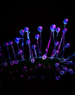 Cape Sundew - UV - landscape, Heesch, Netherlands This is what I would call a uniquely stupid idea. 

I had just acquired a lighting system that has various LED arms. One particular arm emits UV light only. I had already tested it succesfully on lichen, I'll post those later. I also did a nightly stroll through the garden, pointing the arm everywhere to see which flower lights up. Pre-selecting targets, in a way.

What else could I try, my fuzzy mind wondered? When the dots connected, I cringed. How about the sundews you just spent 3 days stacking? The answer was in plain sight. How slow the idea came into existence, it does seem unique enough, I'm not finding any serious comparisons of trying this on sundews.

It's easy to see why if you consider the process involved. Consumer grade UV lights are extremely weak, for safety reasons. You have to almost touch the subject with the light in a fully dark room to see the effect at all. 

This is a problem for extreme macro, which needs the exact opposite: extreme amounts of light. As more UV light is no option for now, the only solution is shutter speed. Where normally 1/60s is already to slow for extreme macro due to micro vibrations, this stack consists of photos with a 3s shutter speed. 

That's not the only pain. You can't see what you're doing so you have to prepare the entire stack in normal light. Do the composition, focus start and end points. Then, position UV lighting without touching or moving anything and pray you got it right, as you can't preview any result. Finally, shut down all lights in the house, press start, and sit motionless in complete darkness on the couch, wondering how I ended up here.

I couldn't believe what I saw after the stacking software did its job. It was getting late, so I went to bed, still hyped. With the full weekend still ahead of me, I was totally going to produce a whole series of this effect. I spent 2 nights in a row, hours on end, without producing a single usable shot. 

I got lucky. Correct angle and distance. That said, I've since produced a few more, but I share in order, so those will come later. As I cannot make up my mind which orientation is best, by exception I'm sharing both orientations.

Fun detail: note the little dust thread. Normally a problem, but under UV it lights up like lighting and reflects in the glandular hairs.
https://www.jungledragon.com/image/93337/cape_sundew_-_uv_heesch_netherlands.html Cape Sundew,Drosera capensis,Extreme Macro,Ultra Violet Light