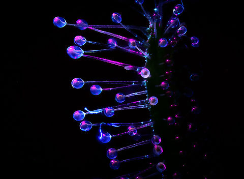 Cape Sundew - UV, Heesch, Netherlands This is what I would call a uniquely stupid idea. 

I had just acquired a lighting system that has various LED arms. One particular arm emits UV light only. I had already tested it succesfully on lichen, I'll post those later. I also did a nightly stroll through the garden, pointing the arm everywhere to see which flower lights up. Pre-selecting targets, in a way.

What else could I try, my fuzzy mind wondered? When the dots connected, I cringed. How about the sundews you just spent 3 days stacking? The answer was in plain sight. How slow the idea came into existence, it does seem unique enough, I'm not finding any serious comparisons of trying this on sundews.

It's easy to see why if you consider the process involved. Consumer grade UV lights are extremely weak, for safety reasons. You have to almost touch the subject with the light in a fully dark room to see the effect at all. 

This is a problem for extreme macro, which needs the exact opposite: extreme amounts of light. As more UV light is no option for now, the only solution is shutter speed. Where normally 1/60s is already too slow for extreme macro due to micro vibrations, this stack consists of photos with a 3s shutter speed. 

That's not the only pain. You can't see what you're doing so you have to prepare the entire stack in normal light. Do the composition, focus start and end points. Then, position UV lighting without touching or moving anything and pray you got it right, as you can't preview any result. Finally, shut down all lights in the house, press start, and sit motionless in complete darkness on the couch, wondering how I ended up here.

I couldn't believe what I saw after the stacking software did its job. It was getting late, so I went to bed, still hyped. With the full weekend still ahead of me, I was totally going to produce a whole series of this effect. I spent 2 nights in a row, hours on end, without producing a single usable shot. 

I got lucky. Correct angle and distance. That said, I've since produced a few more, but I share in order, so those will come later. As I cannot make up my mind which orientation is best, by exception I'm sharing both orientations.

Fun detail: note the little dust thread. Normally a problem, but under UV it lights up like lighting and reflects in the glandular hairs.
https://www.jungledragon.com/image/93336/cape_sundew_-_uv_-_landscape_heesch_netherlands.html Cape Sundew,Drosera capensis,Extreme Macro,Ultra Violet Light,WeMacro