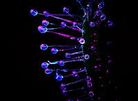 Cape Sundew - UV, Heesch, Netherlands This is what I would call a uniquely stupid idea. <br />
<br />
I had just acquired a lighting system that has various LED arms. One particular arm emits UV light only. I had already tested it succesfully on lichen, I'll post those later. I also did a nightly stroll through the garden, pointing the arm everywhere to see which flower lights up. Pre-selecting targets, in a way.<br />
<br />
What else could I try, my fuzzy mind wondered? When the dots connected, I cringed. How about the sundews you just spent 3 days stacking? The answer was in plain sight. How slow the idea came into existence, it does seem unique enough, I'm not finding any serious comparisons of trying this on sundews.<br />
<br />
It's easy to see why if you consider the process involved. Consumer grade UV lights are extremely weak, for safety reasons. You have to almost touch the subject with the light in a fully dark room to see the effect at all. <br />
<br />
This is a problem for extreme macro, which needs the exact opposite: extreme amounts of light. As more UV light is no option for now, the only solution is shutter speed. Where normally 1/60s is already too slow for extreme macro due to micro vibrations, this stack consists of photos with a 3s shutter speed. <br />
<br />
That's not the only pain. You can't see what you're doing so you have to prepare the entire stack in normal light. Do the composition, focus start and end points. Then, position UV lighting without touching or moving anything and pray you got it right, as you can't preview any result. Finally, shut down all lights in the house, press start, and sit motionless in complete darkness on the couch, wondering how I ended up here.<br />
<br />
I couldn't believe what I saw after the stacking software did its job. It was getting late, so I went to bed, still hyped. With the full weekend still ahead of me, I was totally going to produce a whole series of this effect. I spent 2 nights in a row, hours on end, without producing a single usable shot. <br />
<br />
I got lucky. Correct angle and distance. That said, I've since produced a few more, but I share in order, so those will come later. As I cannot make up my mind which orientation is best, by exception I'm sharing both orientations.<br />
<br />
Fun detail: note the little dust thread. Normally a problem, but under UV it lights up like lighting and reflects in the glandular hairs.<br />
https://www.jungledragon.com/image/93336/cape_sundew_-_uv_-_landscape_heesch_netherlands.html Cape Sundew,Drosera capensis,Extreme Macro,Ultra Violet Light,WeMacro