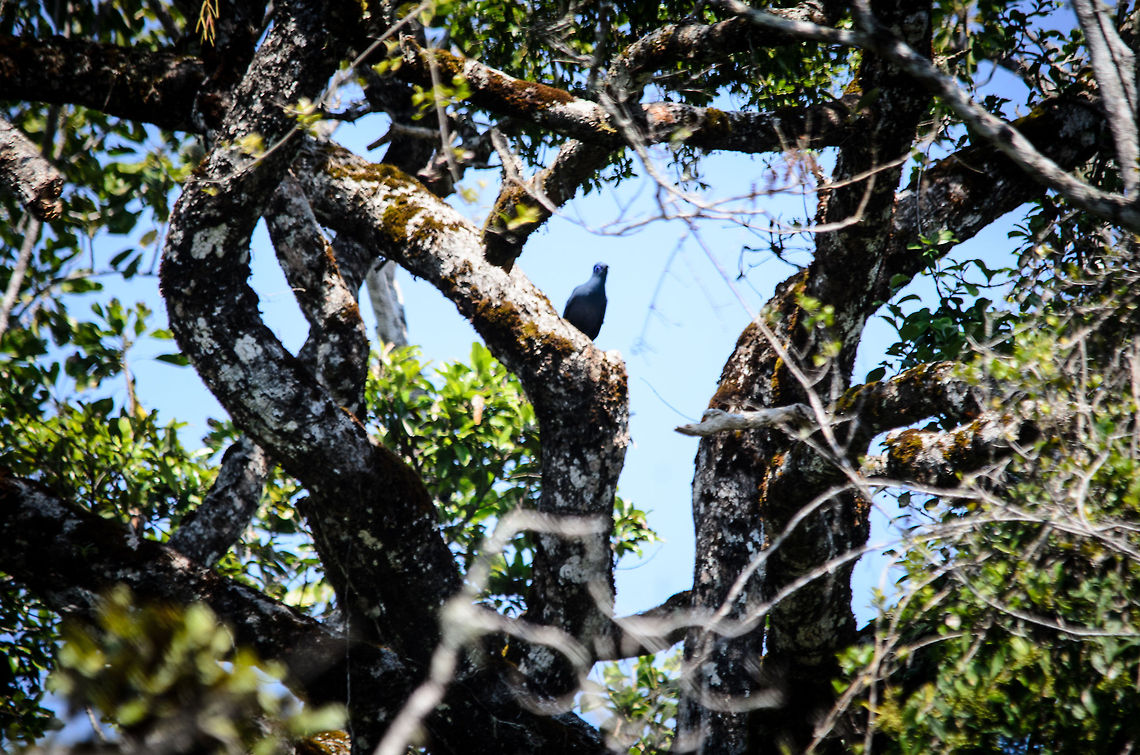Blue Coua observing A beautiful Blue Coua stops its insect-hunting routine to observe some strange white-faced creatures penetrating its forest in Andasibe, Madagascar.  Andasibe,Blue Coua,Coua caerulea,Madagascar