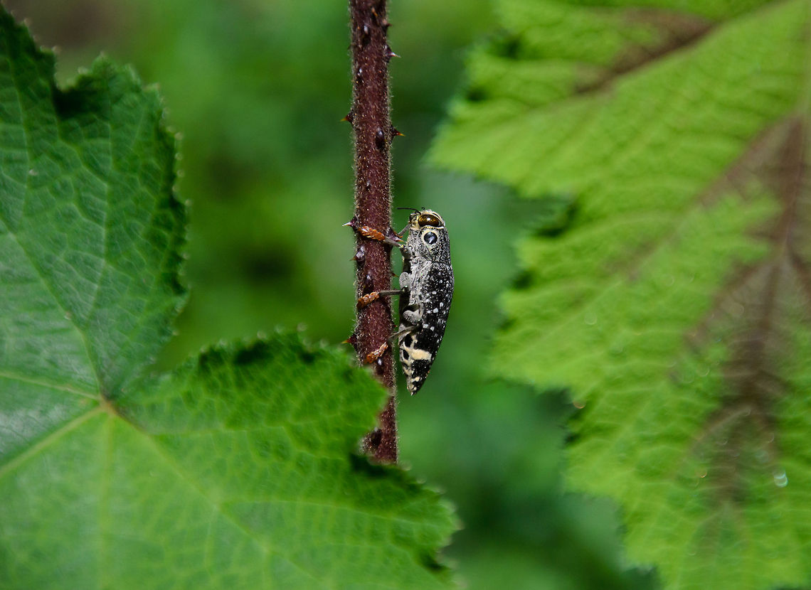 Madagascar Firefly by day in Andasibe Spotted this odd insect myself in the Andasibe forest of Madagascar. According to our guide it is a firefly specie. We&#039;re still not sure which exact specie though, and quite likely, we will never know :) Andasibe,Madagascar,Polybothris luczoti